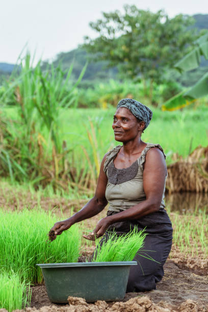 istock African female rural farmer in Malawi 1213571064