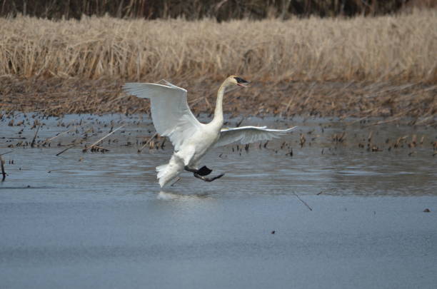 istock Trumpeter Swan in flight 1213571232