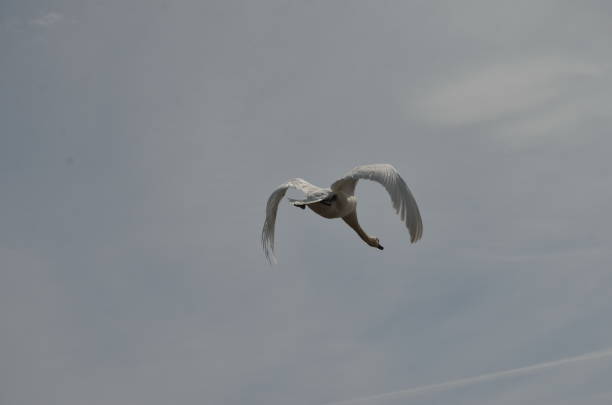 istock A Wild Mute Swan in flight 1213571254