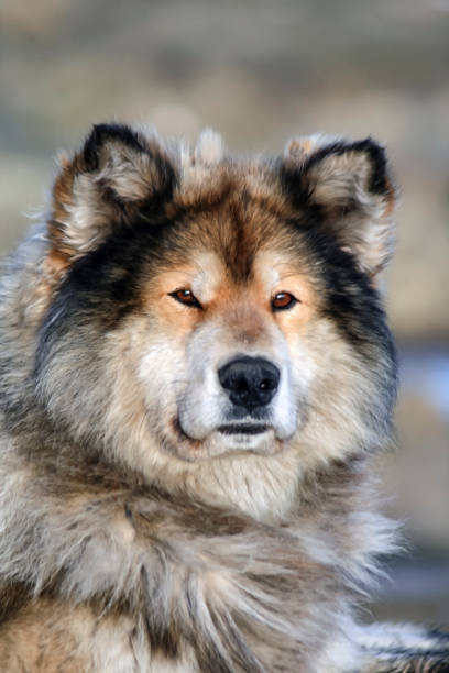 istock Siberian hunting sled dog Laika looking at camera, 1213571453