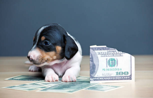 istock image of dog money dark background 1213572117