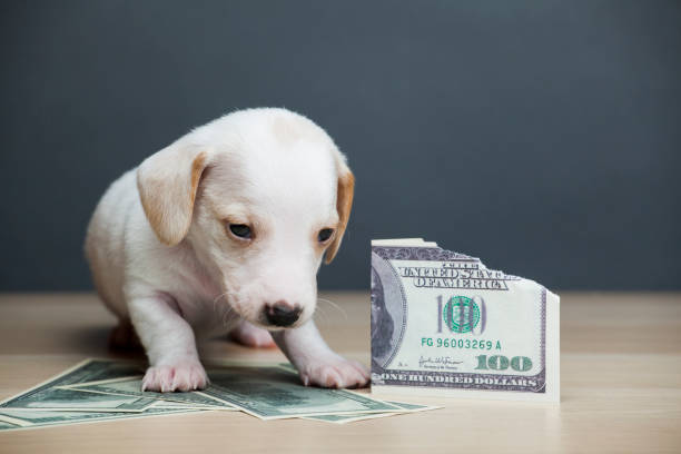istock image of dog money dark background 1213572164