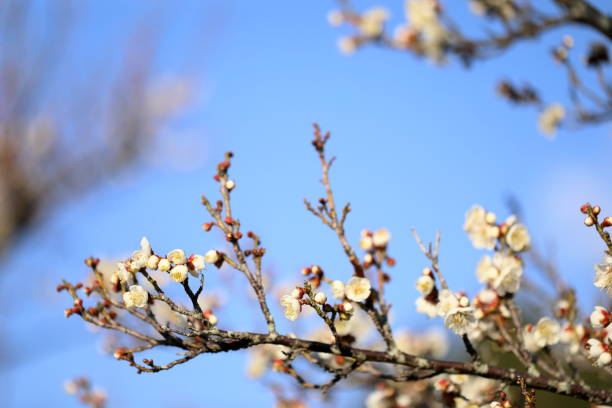 istock Plum in plum garden 1213572356