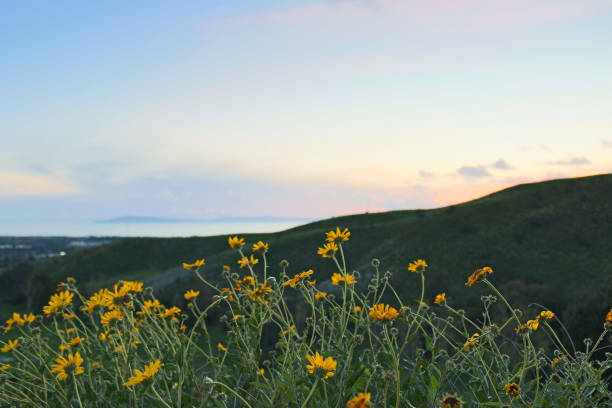 Daisy fields and ocean view