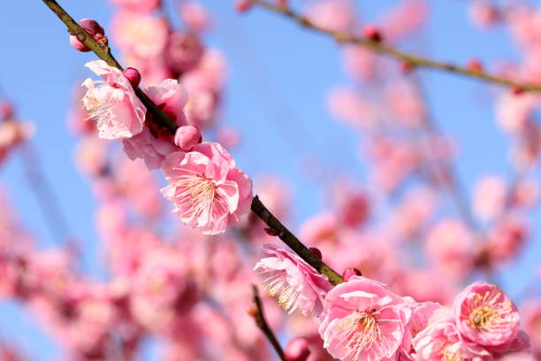 istock Plum in plum garden 1213572377