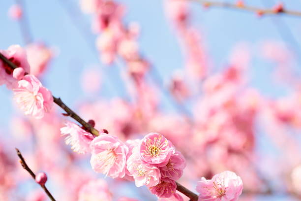 istock Plum in plum garden 1213572406
