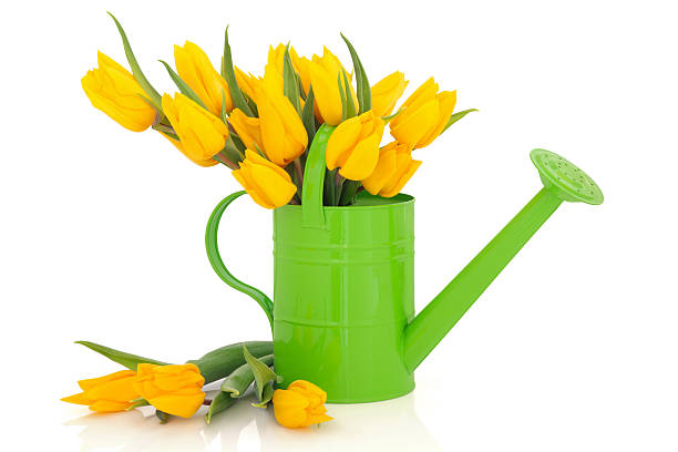 istock Tulip Flower Beauty 121357304