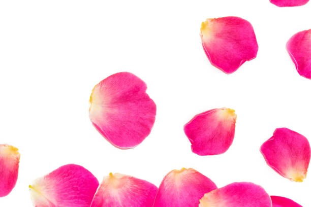 istock Holiday card.  flowers roses. 1213573288