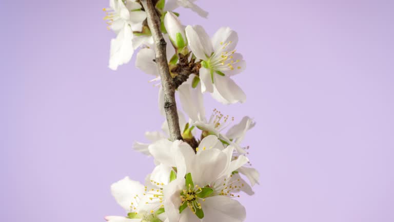 Almond flower blooming in a horisontal time lapse 4k video against pink background. Video of Prunus dulcis blossom in spring time.