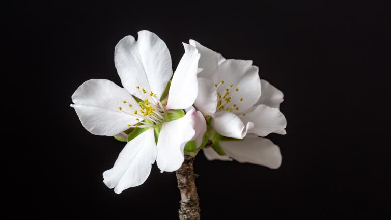 Almond flower rotating and blooming in a horisontal time lapse 4k video against black background. Video of Prunus dulcis blossom in spring time.