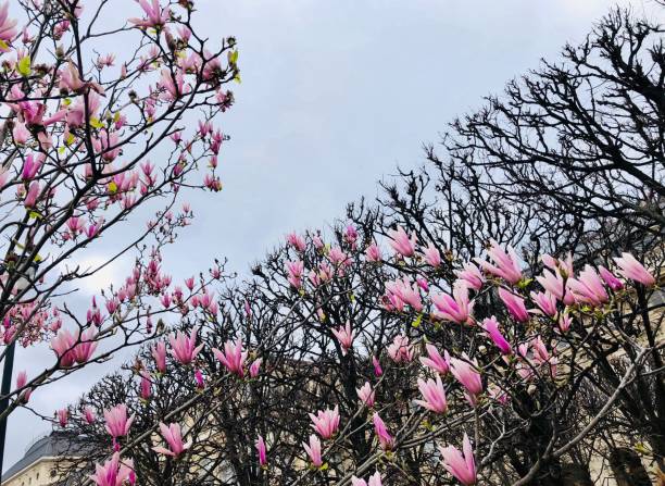 magnolie blüht in paris - palais royal stock-fotos und bilder