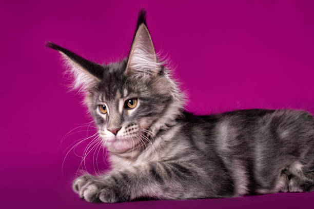 istock Huge maine coon kitten on purple background. 1213575695