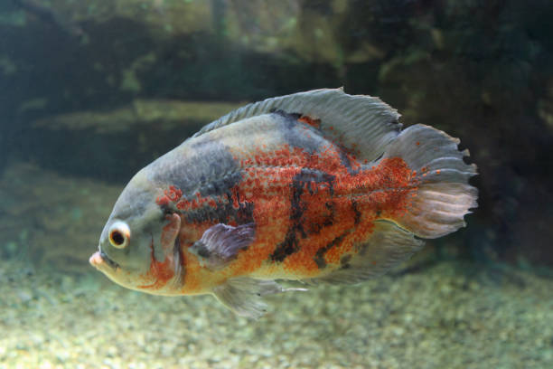 istock Fish swims on the seabed 1213575726
