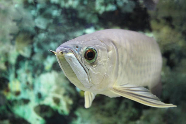 istock Fish swims on the seabed 1213575740