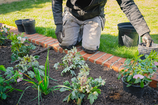 A newly panted ever green plant in front of a male gardener kneeling on a brick lawn edging in front of  a flower bed with new plants and some  empty pots.