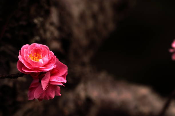 Plum in plum garden