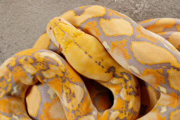 Reticulated Python - Lavender Morph Lavender Reticulated Python - Captive reticulated python stock pictures, royalty-free photos & images