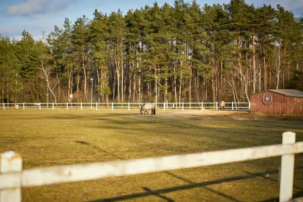 Photo of Beautiful sunny view of horses on paddock with forest