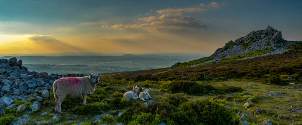 istock Sheep and lambs on a hill 1213578063