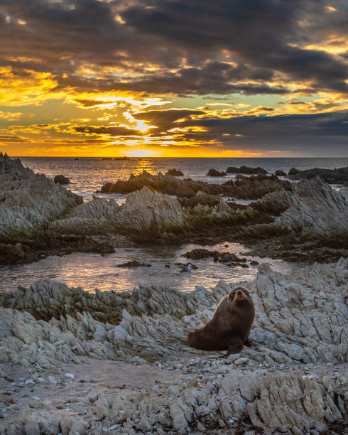neuseeland grausiegel bei sonnenaufgang - marlborough region sunrise new zealand sea stock-fotos und bilder
