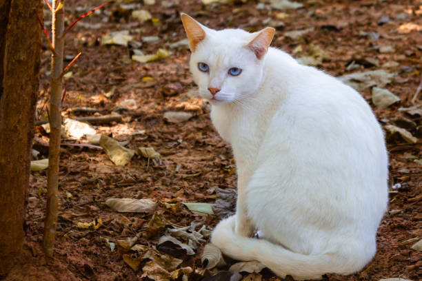 istock White cat on the leaves 1213578978