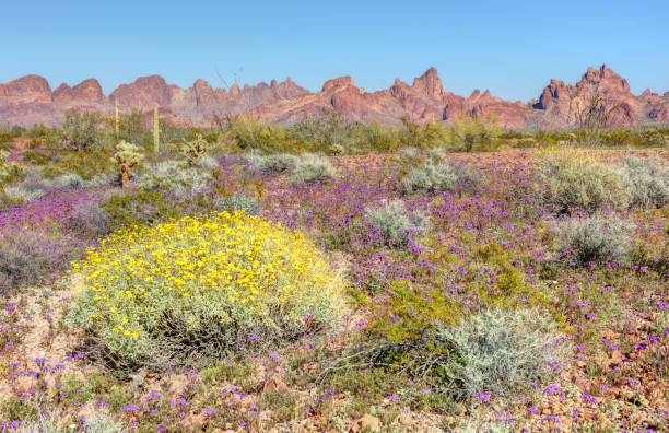 istock Springtime Wildflowers in the Kofa Mountains 1213578995