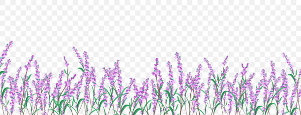 lavendel floral enrand auf transparentem hintergrund. - lavender coloured lavender flower frame stock-grafiken, -clipart, -cartoons und -symbole