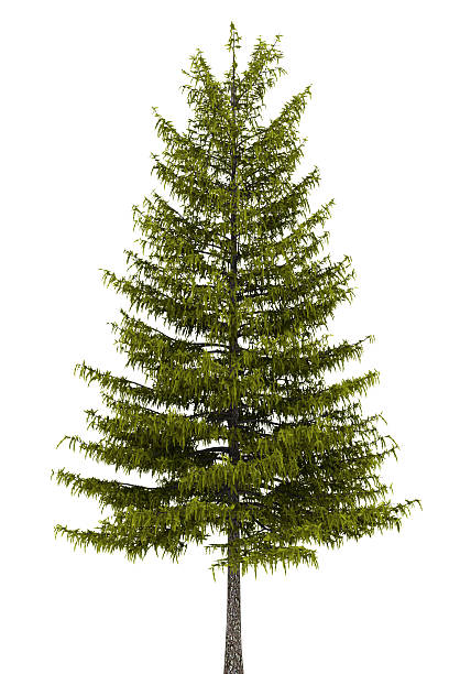 european larch tree isolated on white background  larch tree stock pictures, royalty-free photos & images