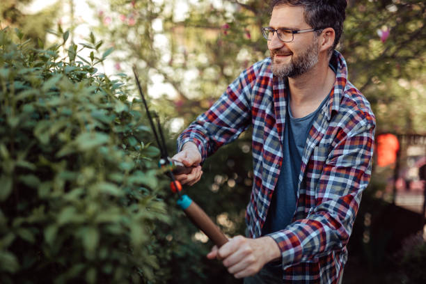 istock Man trimming hedge during beautiful day 1213582805