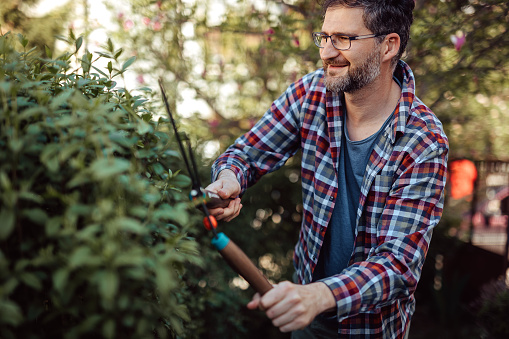 Mid-adult man with eyeglasses on trimming hedge with hedge clippers at backyard