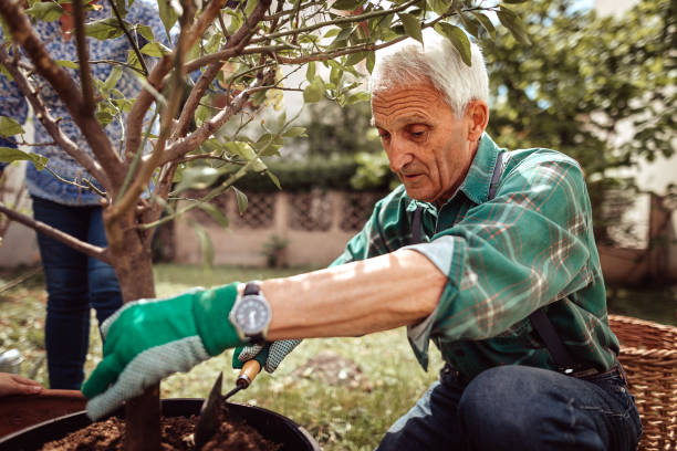 senior activo con jubilación para jardinería - planting clothing gray hair human age fotografías e imágenes de stock