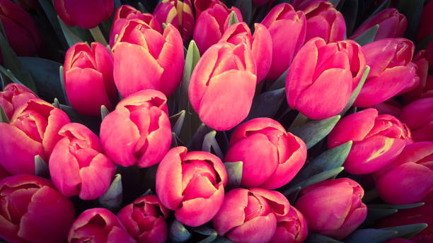 istock Colorful bunch tulips flowers 1213583481