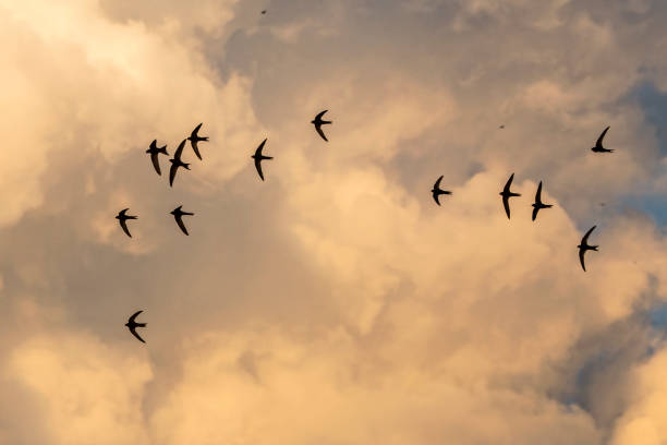 A flock of  flying black swifts. Common Swift (Apus apus). swift bird stock pictures, royalty-free photos & images