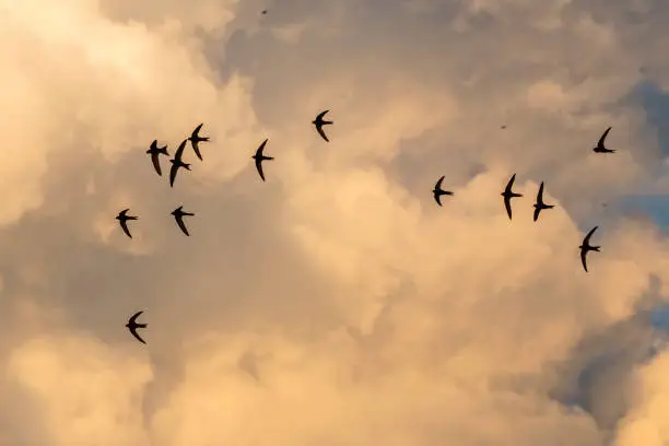 Photo of A flock of  flying black swifts.