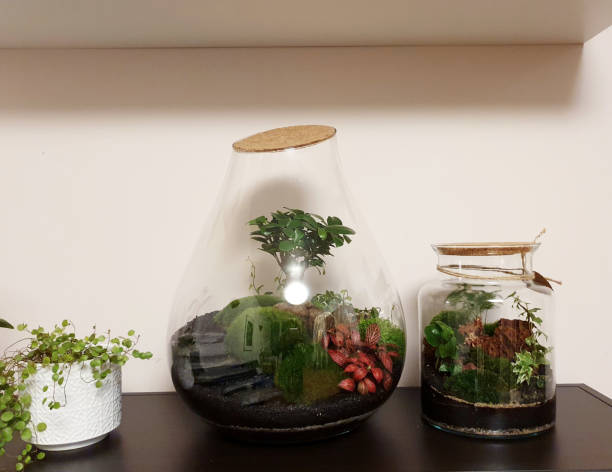 istock Set of beautiful jars with live forest with self ecosystem, terrariums, forest in a jar 1213585522