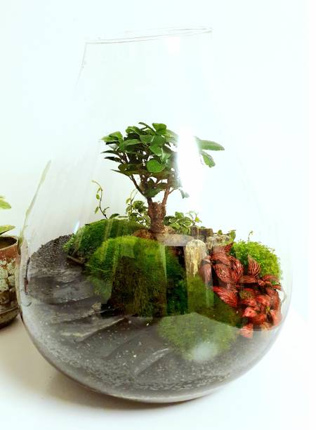 istock Beautiful jar with live forest with self ecosystem, terrarium with a bonsai tree, forest in a jar 1213585538