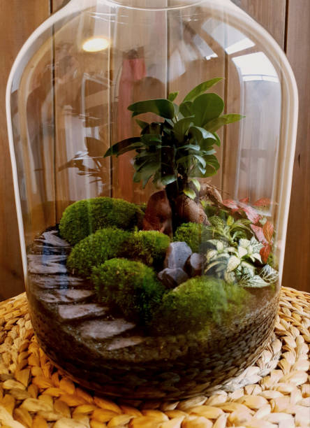 istock Beautiful jar with live forest with self ecosystem, terrarium, forest in a jar 1213585599