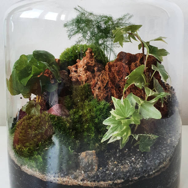 istock Beautiful jar with live forest with self ecosystem, terrarium, forest in a jar 1213585615