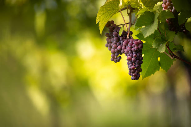 large bunches of red wine grapes hang from an old vine - vineyard ripe crop vine imagens e fotografias de stock