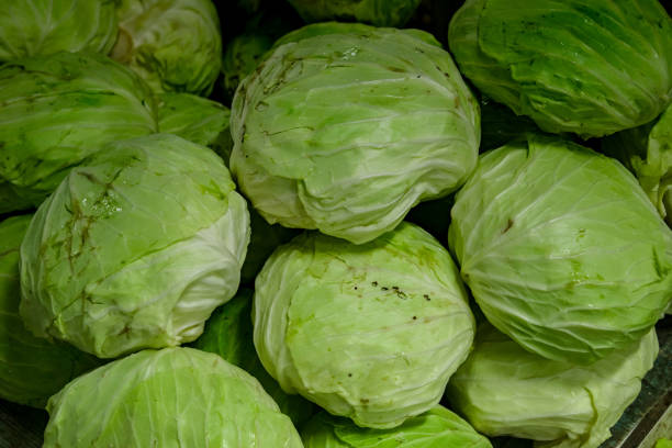 cabbage piled at traditional market stock photo