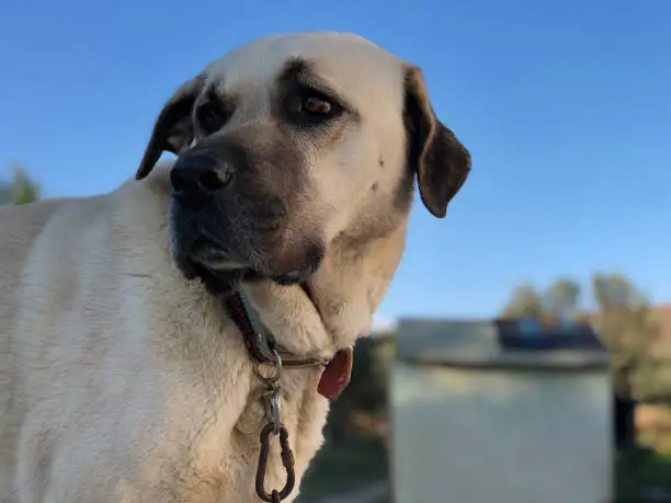 Anatolian sheepdog kangal posing against