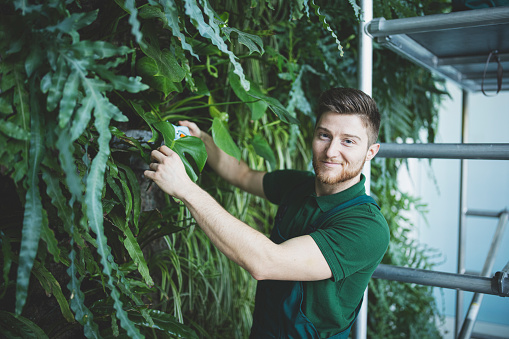 Vertical green garden, working process, young man arranges plants.