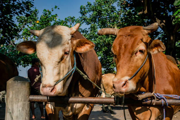 cows tied in pole  barrier at animal market stock photo