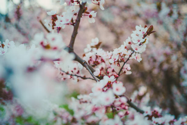 istock Cherry blossoms at the park 1213589937