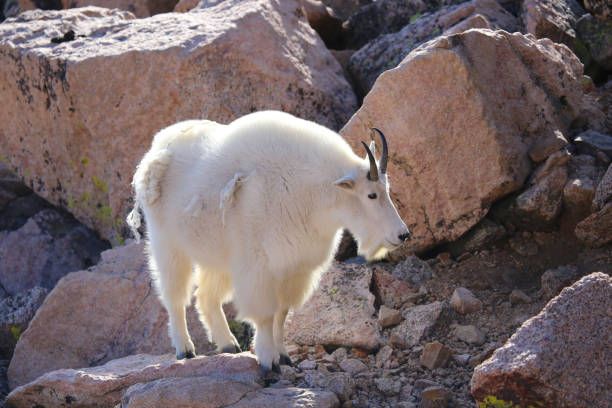 istock Mountain goat on rocks in Colorado 1213592876