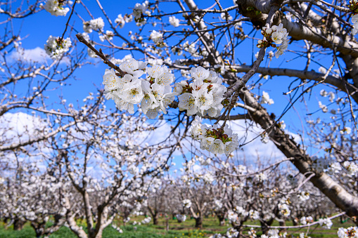 Close-up of springtime bing cherry (Prunus avium) blossoms on orchard trees.\n\nTaken in Gilroy California, USA