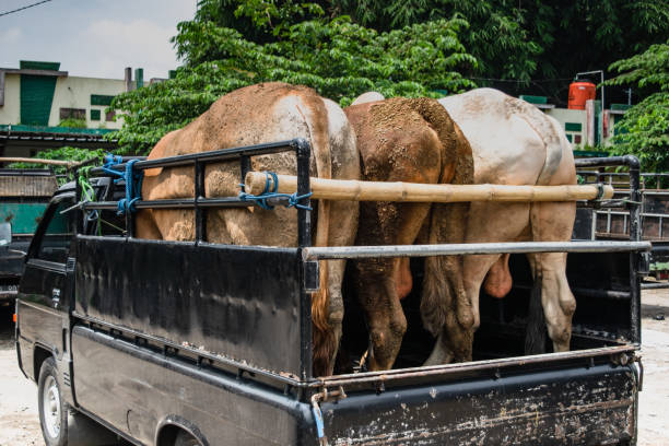 istock animal truck 1213593837