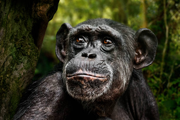 Chimpanzee portrait Portrait of chimpanzee seating on a tree in the forest and looking up. cameroon stock pictures, royalty-free photos & images