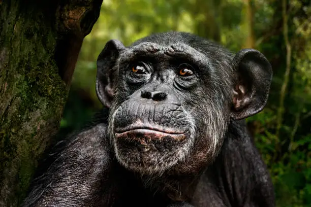Portrait of chimpanzee seating on a tree in the forest and looking up.
