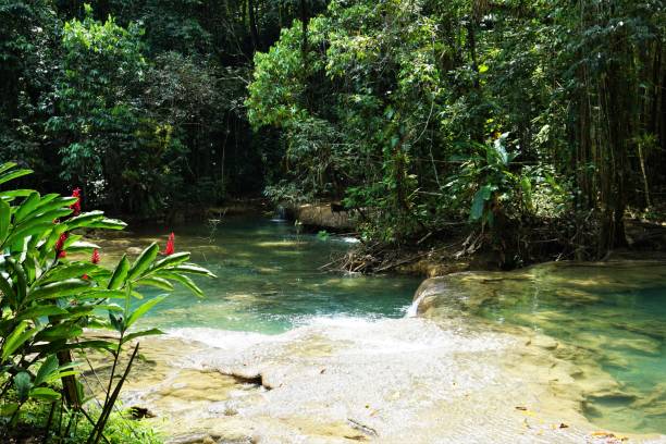 тропические водопады и листва - waterfall tropical rainforest water jamaica стоковые фото и изображения